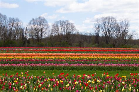 Holland Ridge Farms Tulip Festival 2023